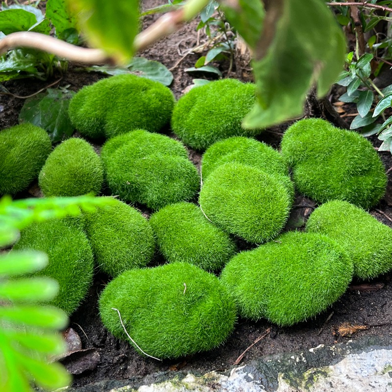 100/5PCS Artificial Moss Rock  - Preserved Moss Sheet ulasan dan harga