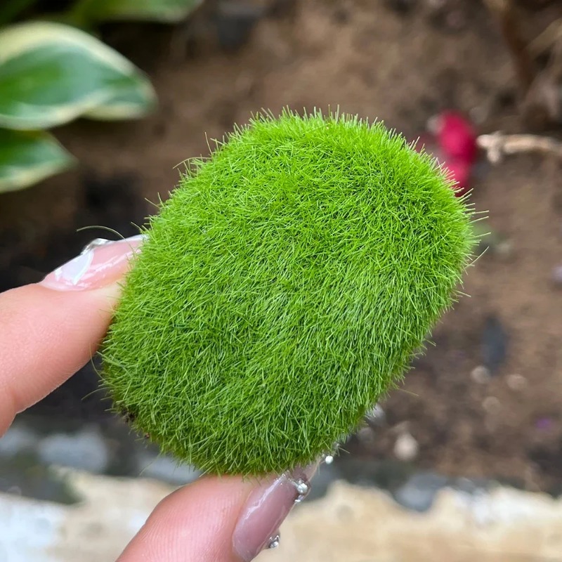 100/5PCS Artificial Moss Rock  - Preserved Moss Sheet ulasan dan harga